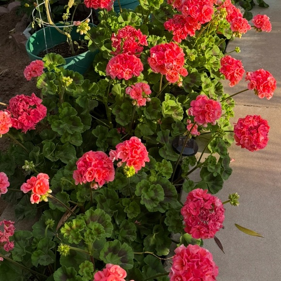 Meet your Posher - Picture 5 of 6